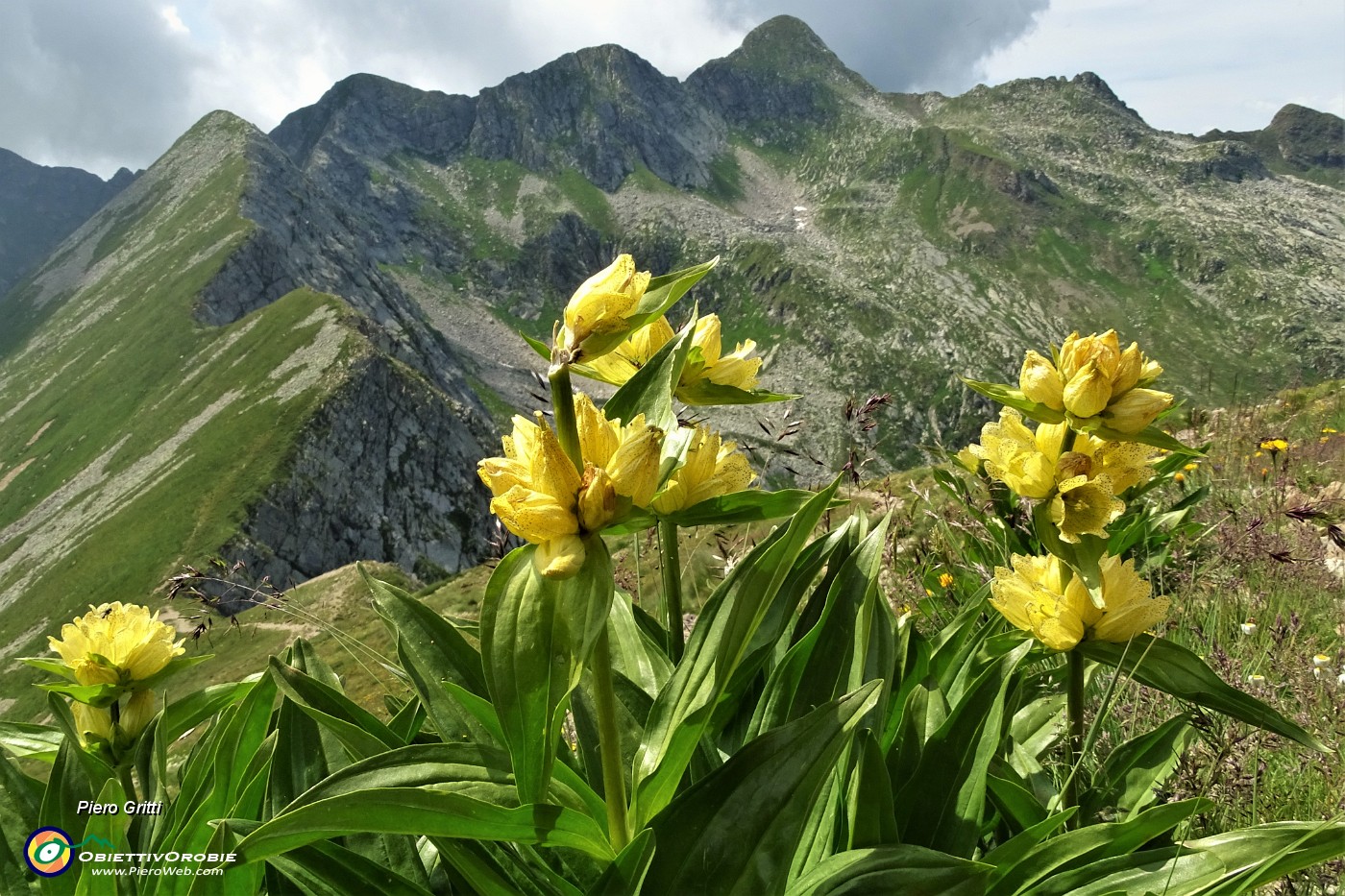 70 Genziana punteggiata (Gentiana punctata) con da sfondo il Corno Stella.JPG